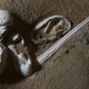 Algunos de los huevos fosilizados encontrados. EPA